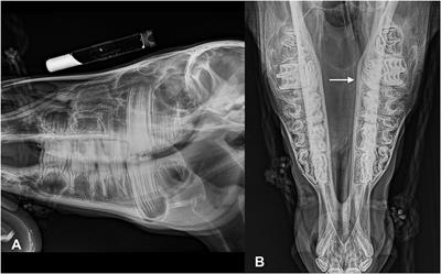 Diagnosis and Surgical Treatment of Idiopathic Primary Sino-Nasal Obstruction in Miniature Horse Breeds: Long-Term Follow-Up of Seven Cases